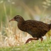 Chrastal weka - Gallirallus australis - Weka 1663